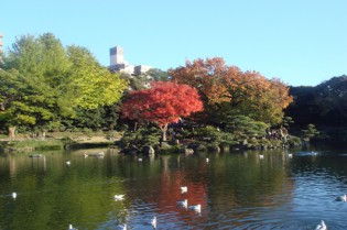 ▼清澄公園 ベイエリアにある緑いっぱいの広い公園も、ブルックリンっぽい（無理やり感）